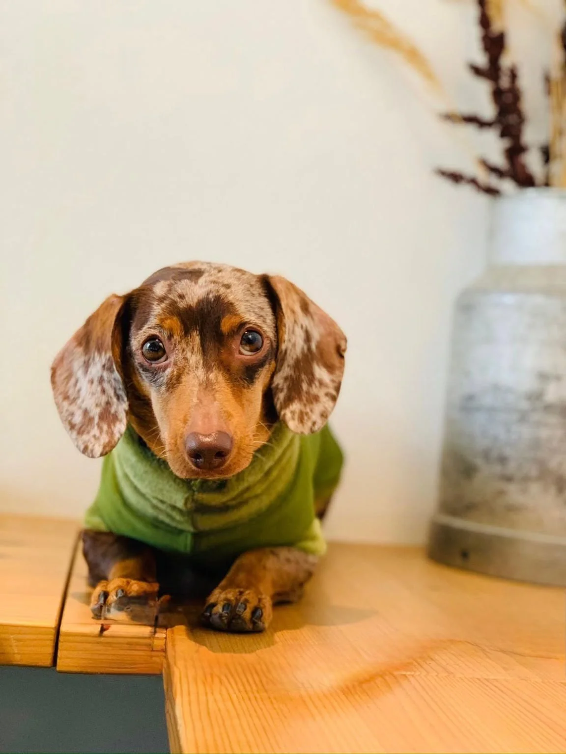 Dackel mit grünem Pullover